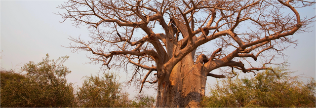 Tackling Illicit Financial Flows in Zambia: A Call for Systemic Reform